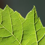 LeafClose-up