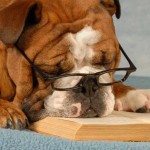 bulldog wearing eyeglasses sleeping over a good novel