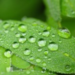 water-drop-pearls-on-green-leaves-thumb