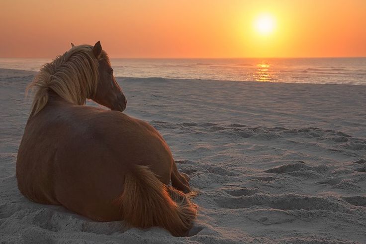 A mare greets the morning sun at Assateague Island State Park, MD